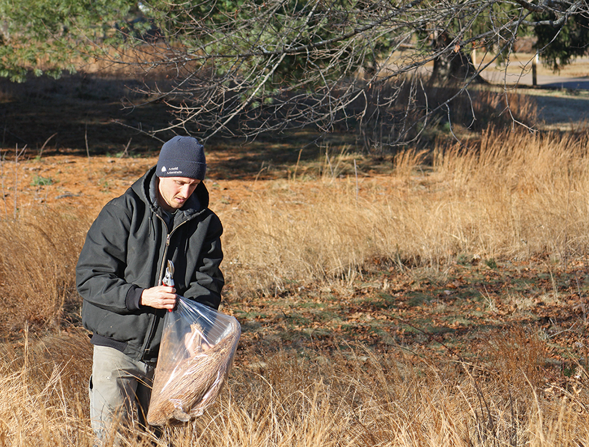 Brendan Keegan collecting little bluestem in Bird Park