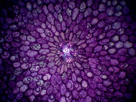 Tuberroot
