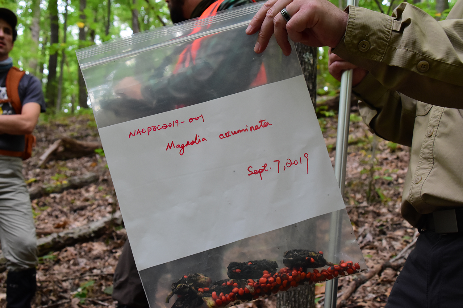 The first collection made on the expedition—seeds from a Magnolia acuminata in southern Ohio. Photo by Kang Wang.