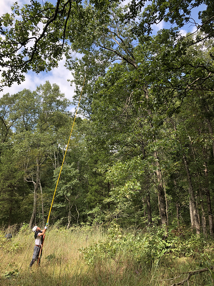 Kang Wang uses an extendable utility pole with a Japanese harvest blade attached to the end to collect acorns from a Quercus coccinea in southern Ohio. Photo by Jared Rubinstein.