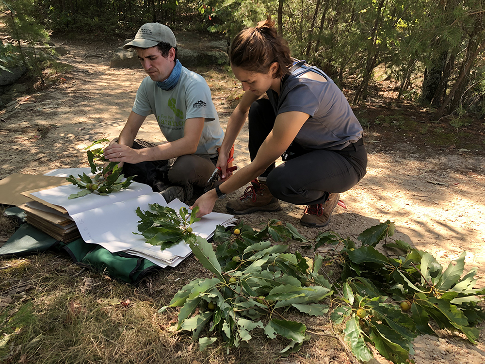 (Left to right) Jared Rubinstein and Emily Ellingson make herbarium vouchers from a collection of Quercus montana at the Berea College Forest in Kentucky. Photo by Andrew Gapinski.
