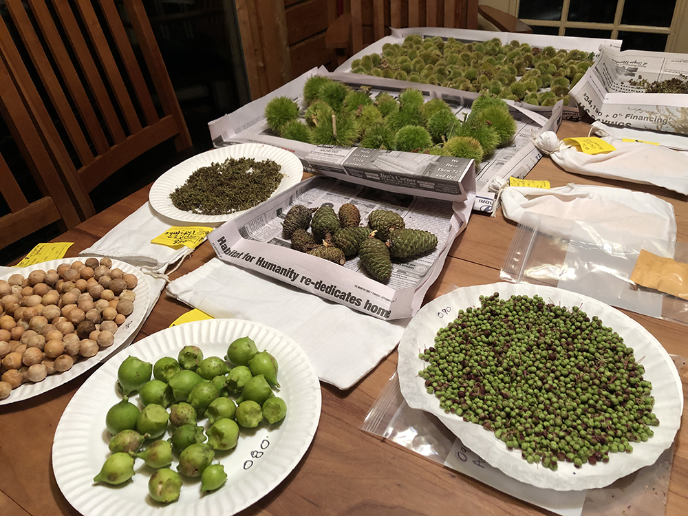 Seeds from many of the expedition’s collections laid out for cleaning, sorting, and drying. Photo by Andrew Gapinski.