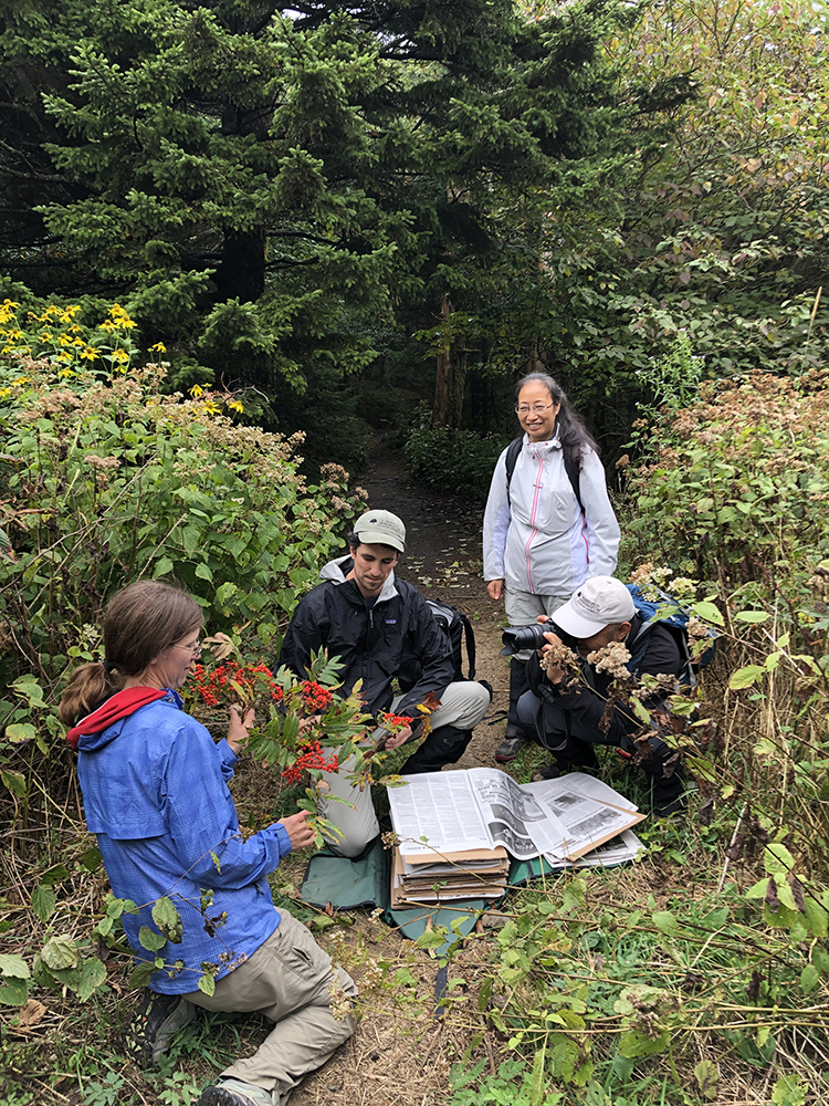 (Left to right) Angela Magnan, Jared Rubinstein, Xinfen Gao, and Kang Wang photograph and prepare herbarium specimens for a Sorbus americana collected along the Appalachian Trail in Tennessee. Photo by Andrew Gapinski.