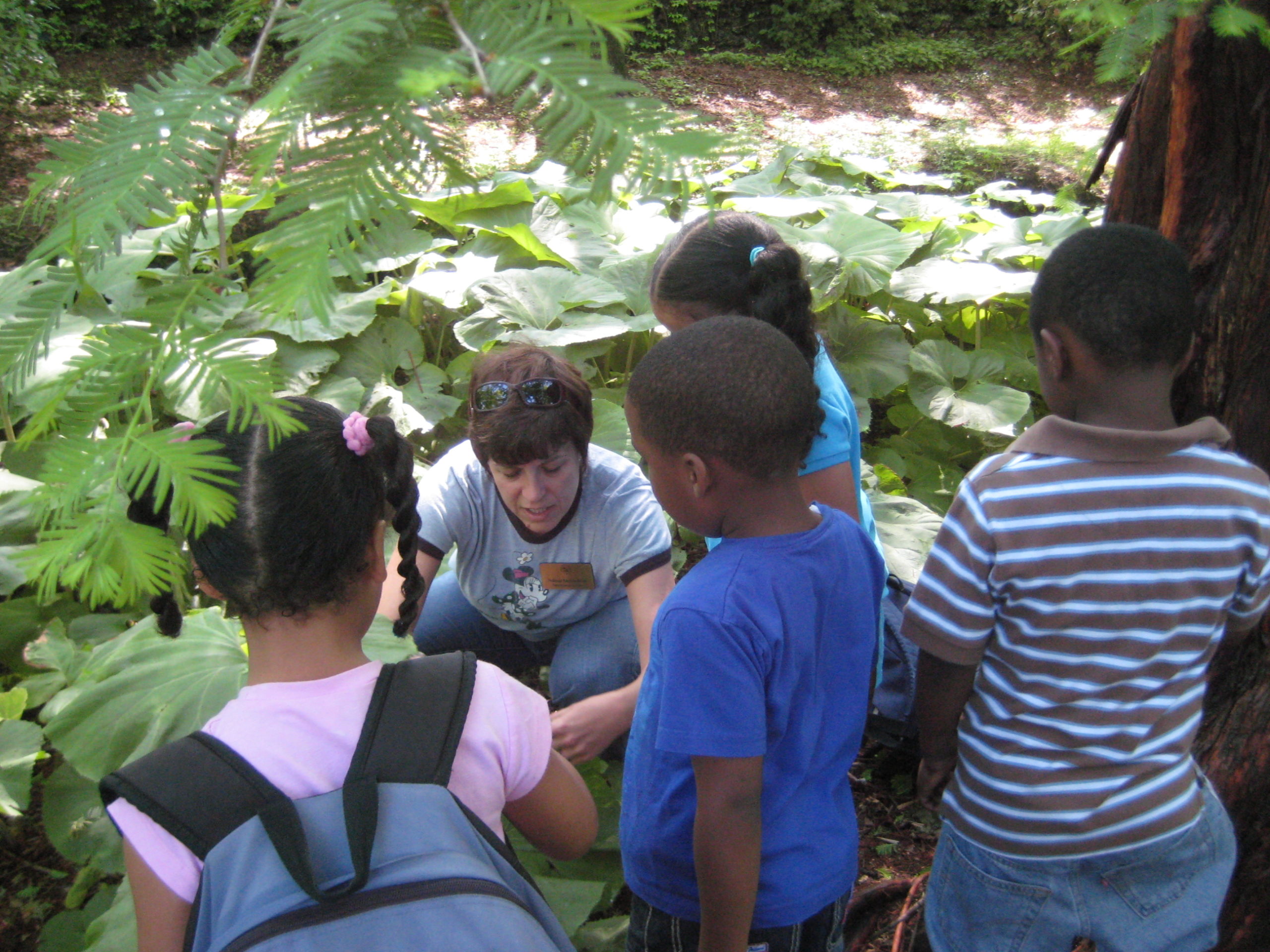 Children look at cones from the Dawn Redwood.
