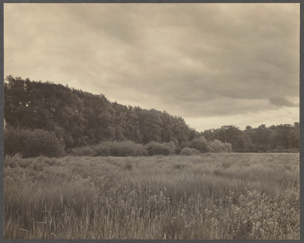 North Meadow, summer, 1915