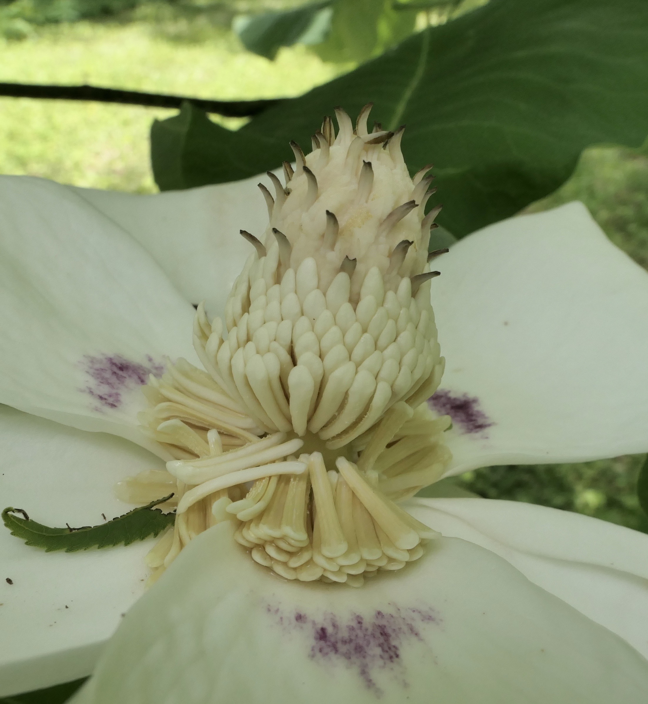 Magnolia macrophylla open flower