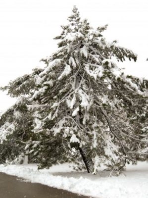 Japanese black pine