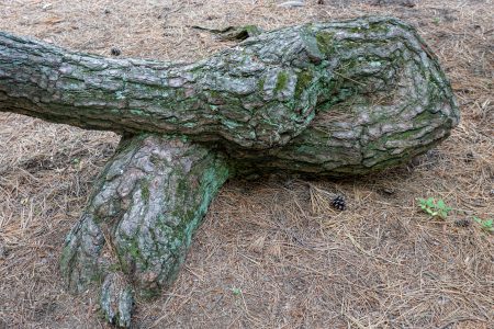 Snaking trunk of Japanese black pine