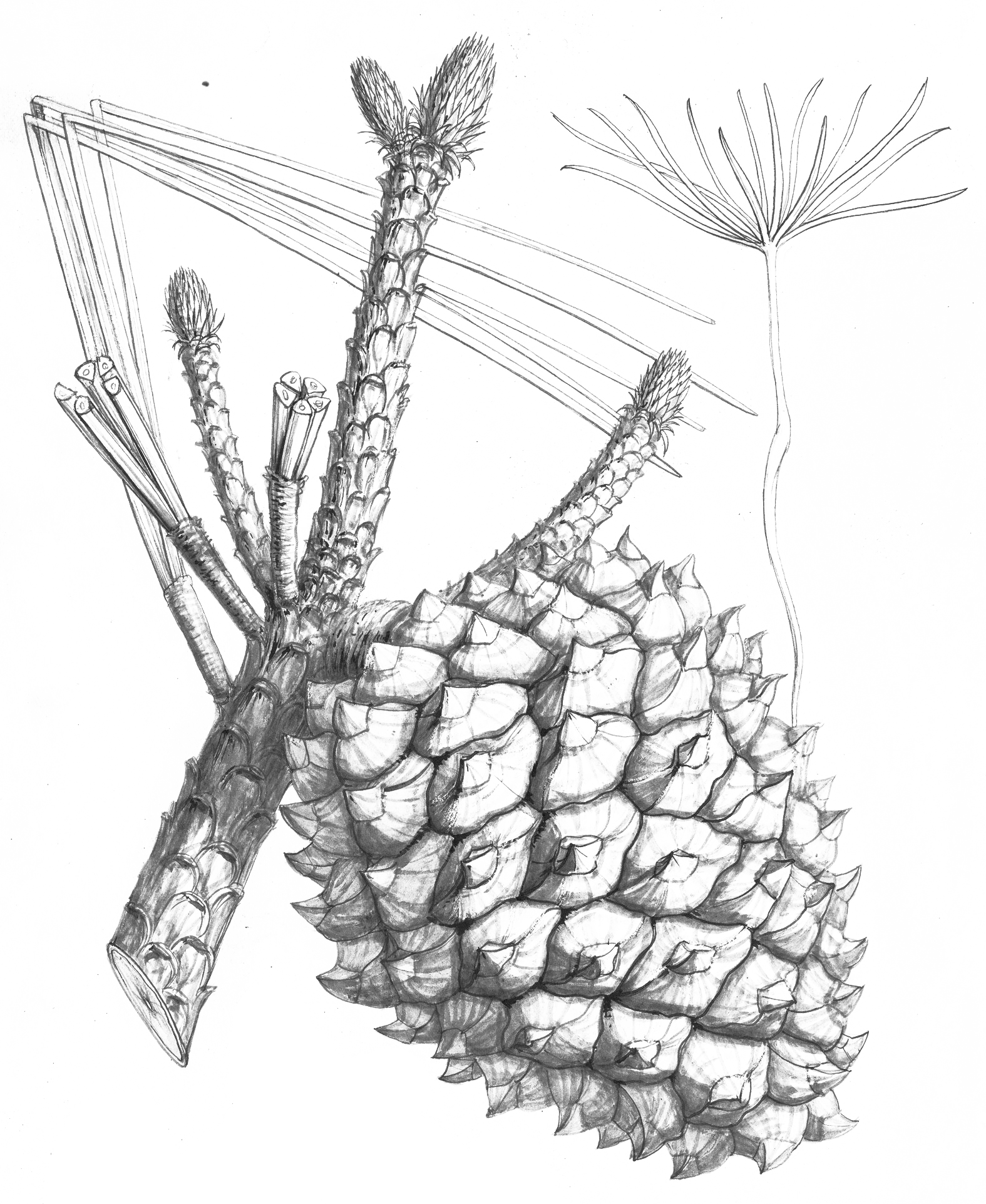 Illustration of Pinus torreyana by Charles Faxon