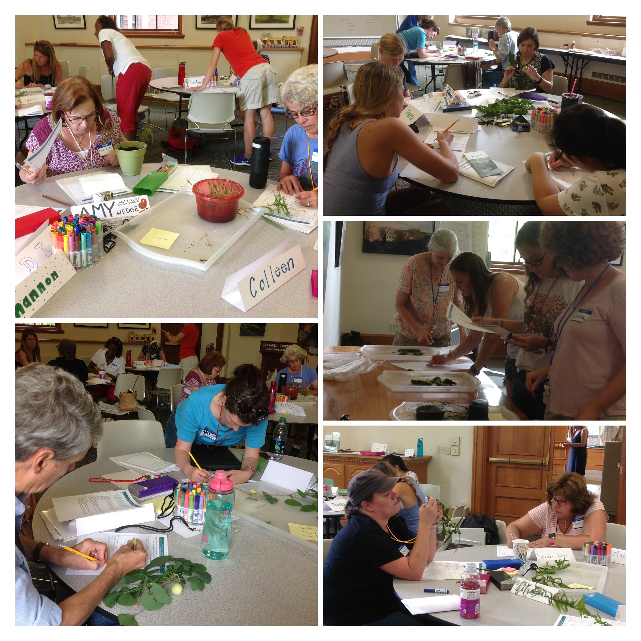 Examining evolutionary history of major groups of plants.