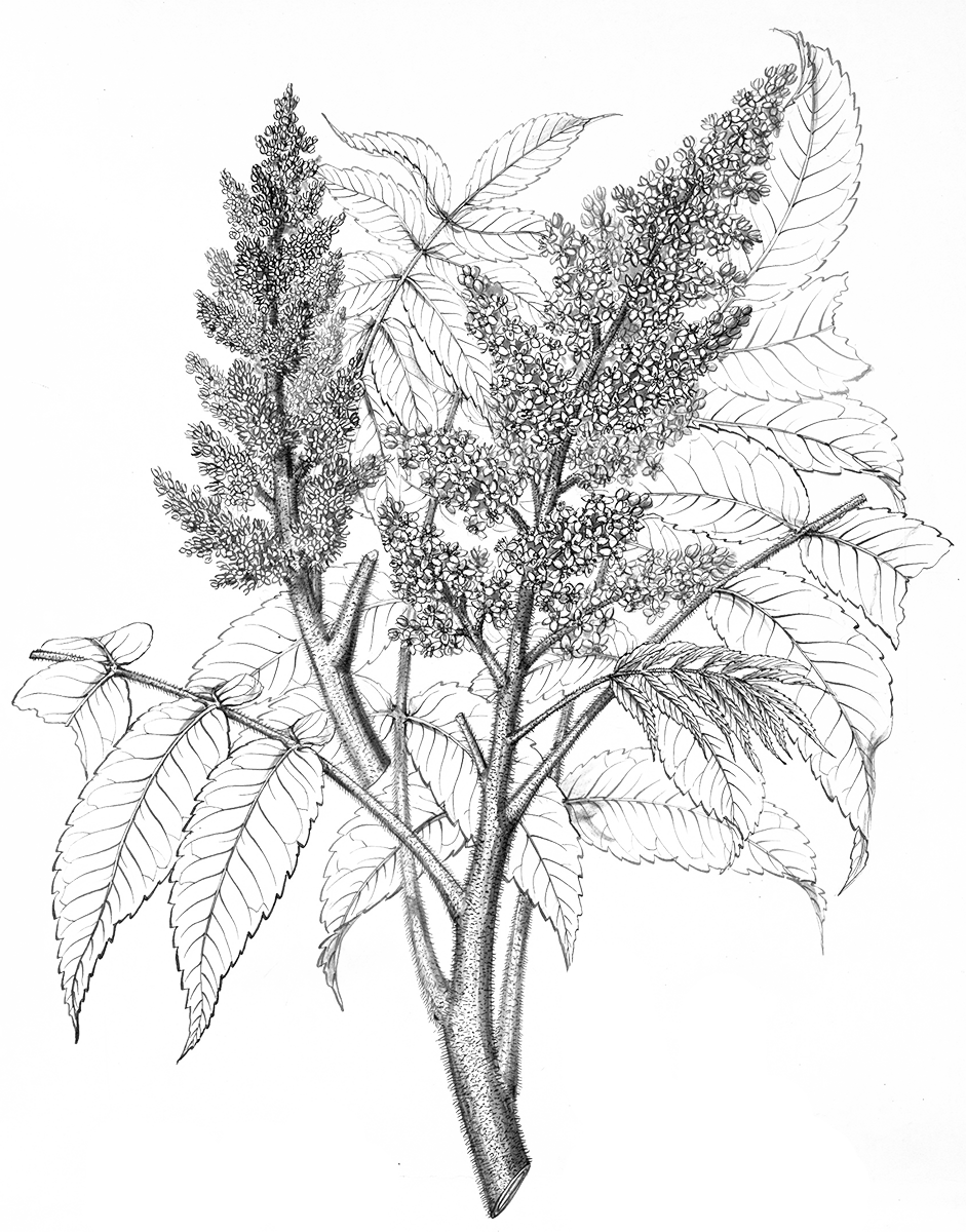 Illustration of staghorn sumac by Charles Faxon