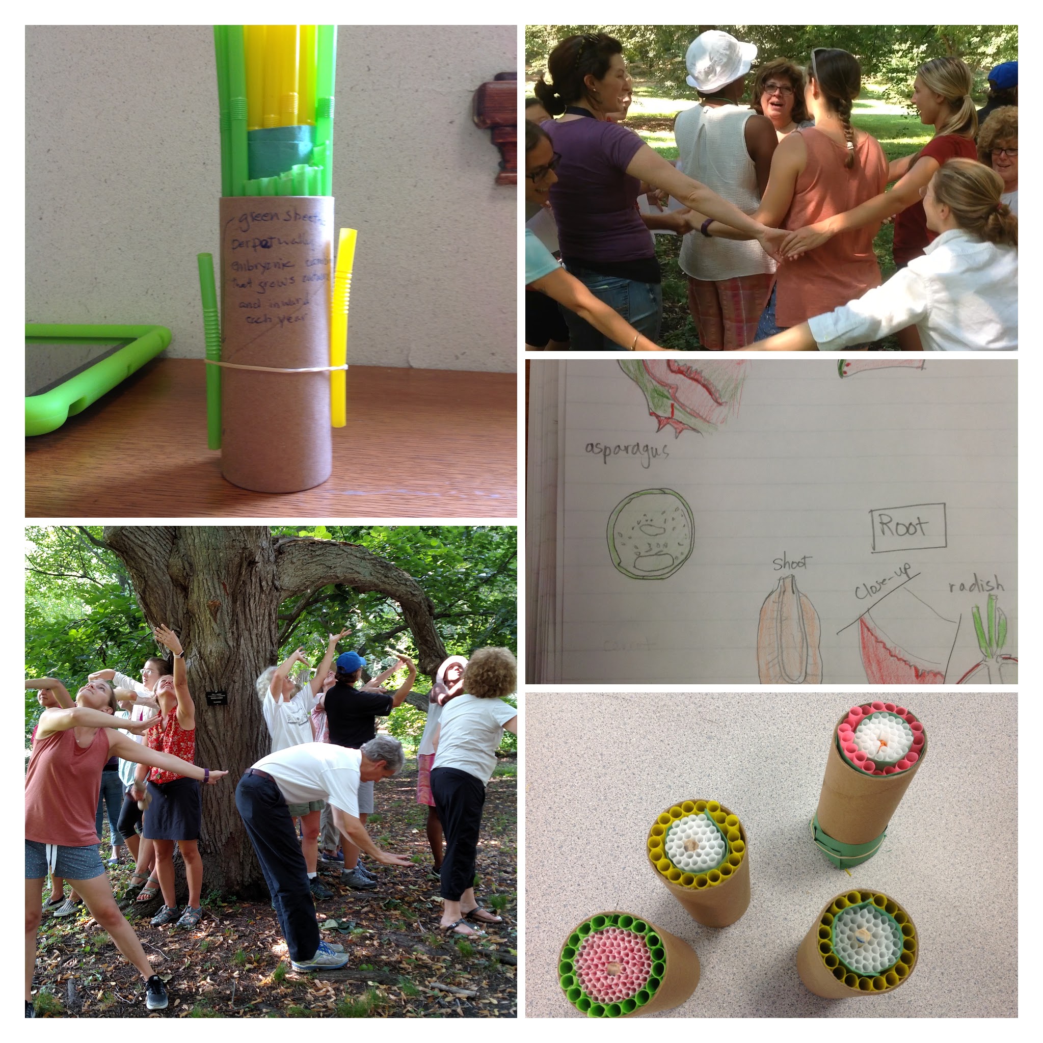 Making and Using Models to understand inner workings of trees.
