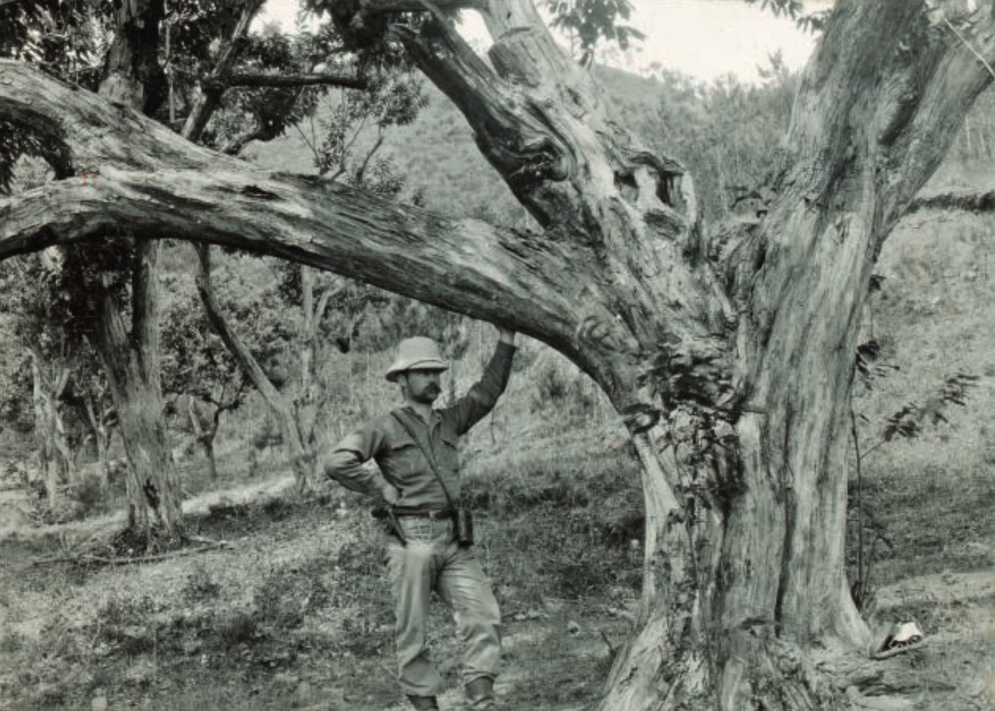 Plant explorer Frank Meyer in front of a large tree