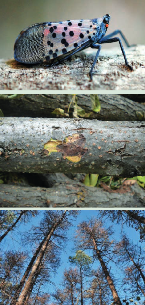 Arboretum staff have been preparing for the arrival of several emerging plant pest and disease problems, including (from top to bottom) spottedlanternfly, thousand cankers disease, and southern pine beetle.