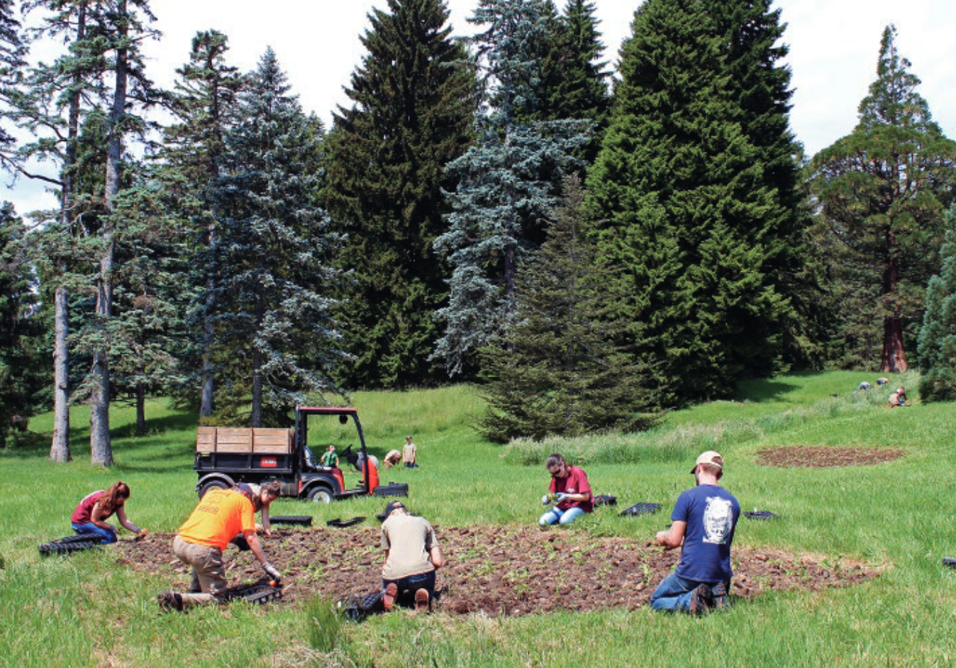 Practicum interns from Norfolk County Agricultural High School plant wildflower plugs in Kent Field below the Conifer Collection.