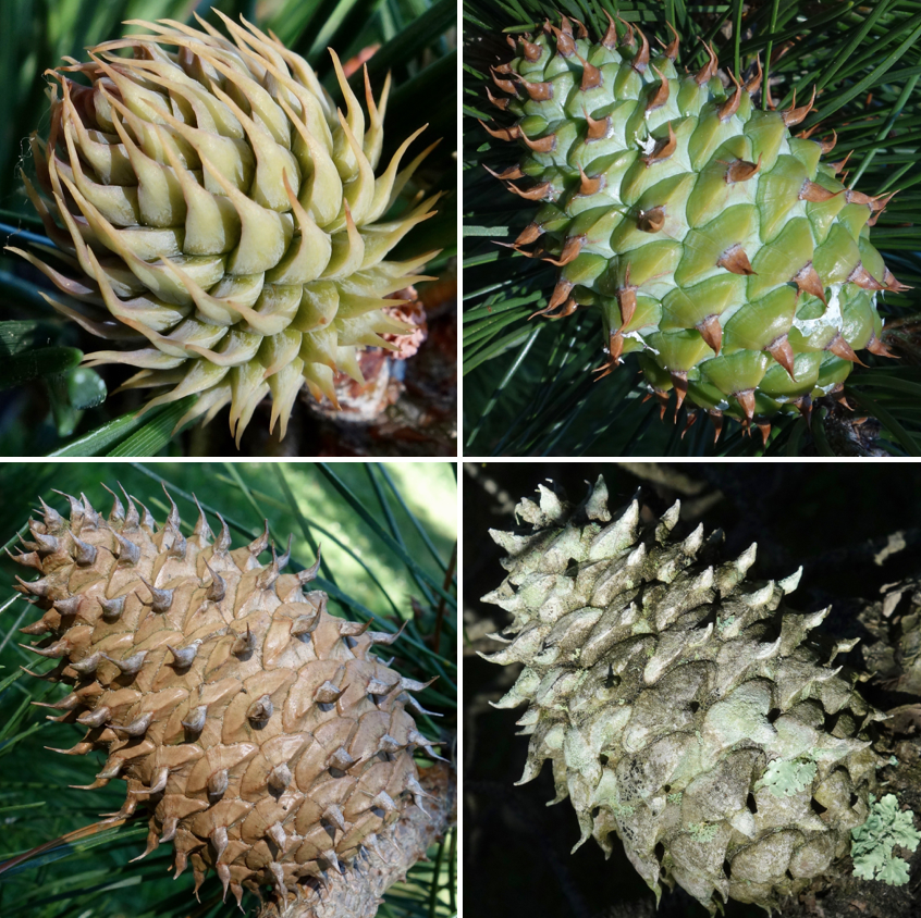 Four tabletop mountain pine pinecones, at various ages