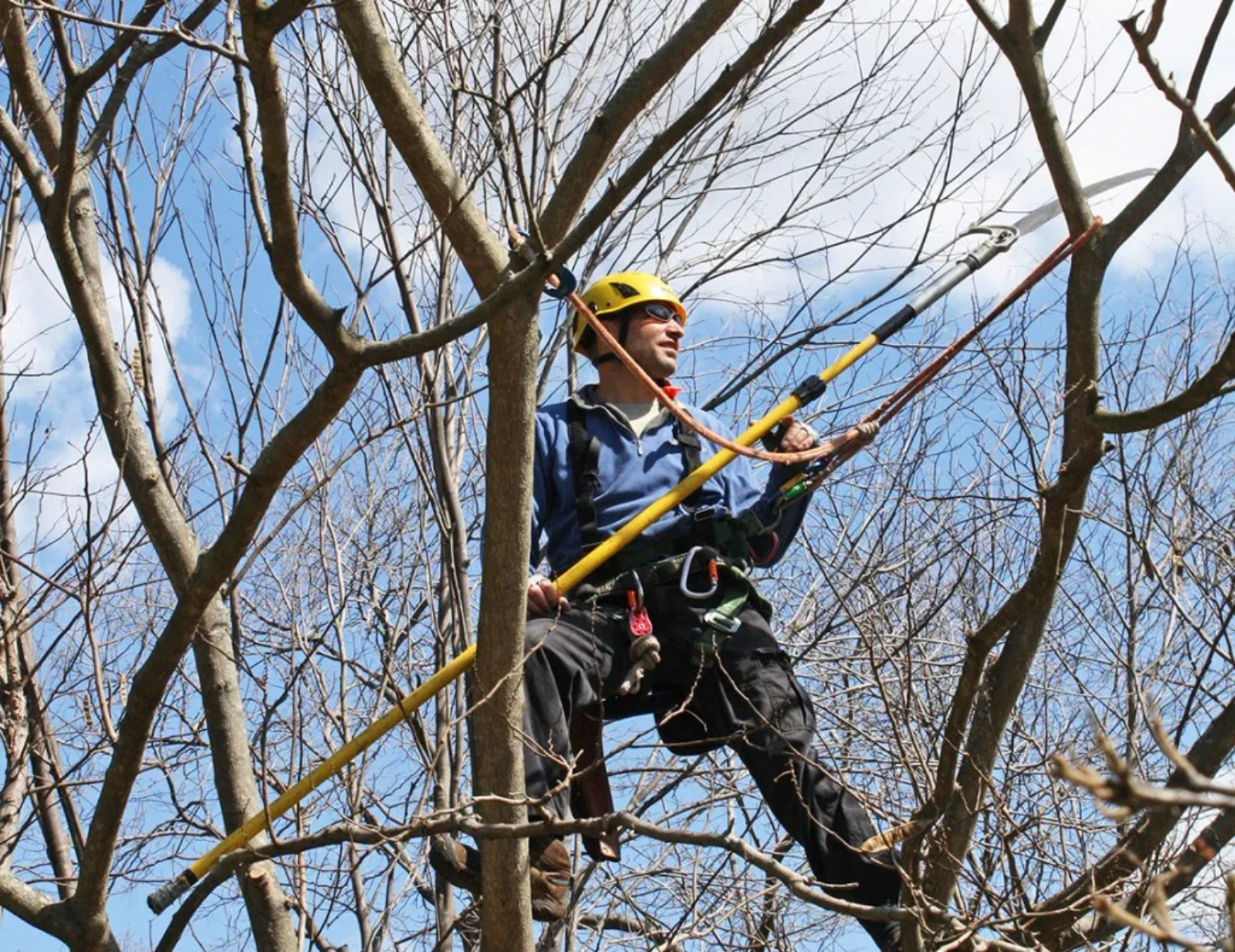 Arborist John DelRosso in a tree