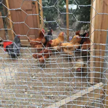 Chicken Coop