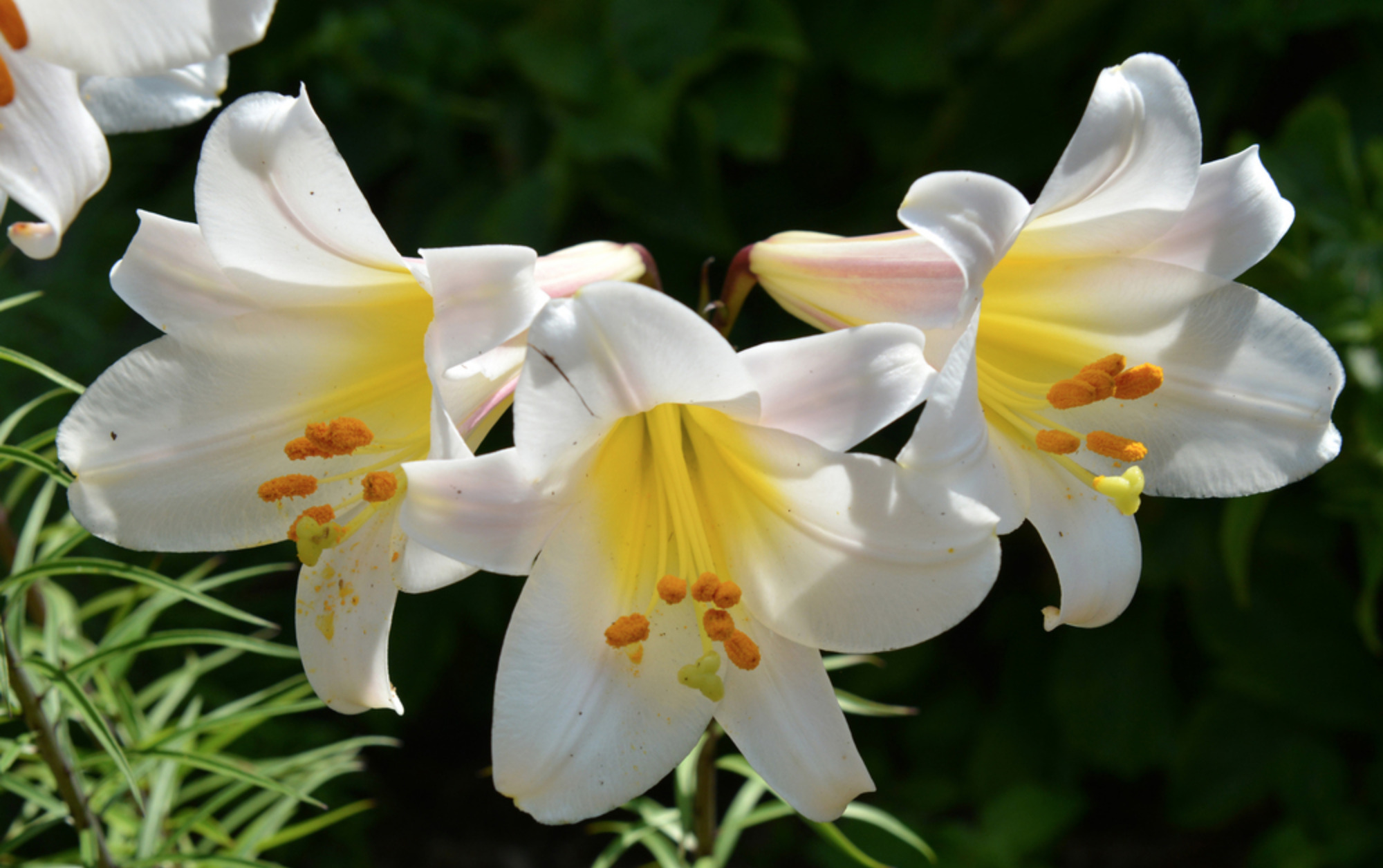 Royal lily in bloom