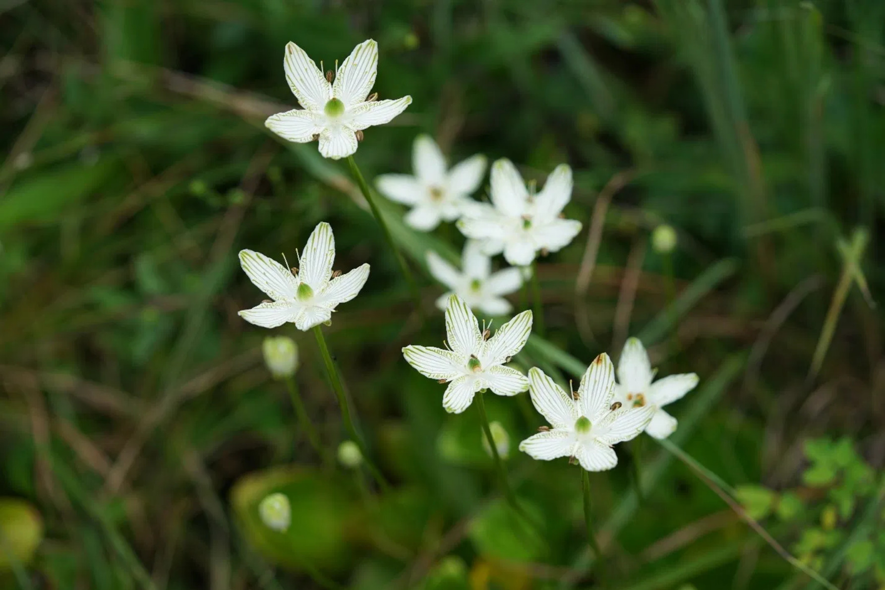 A closeup shot of small five-petaled white flowers.