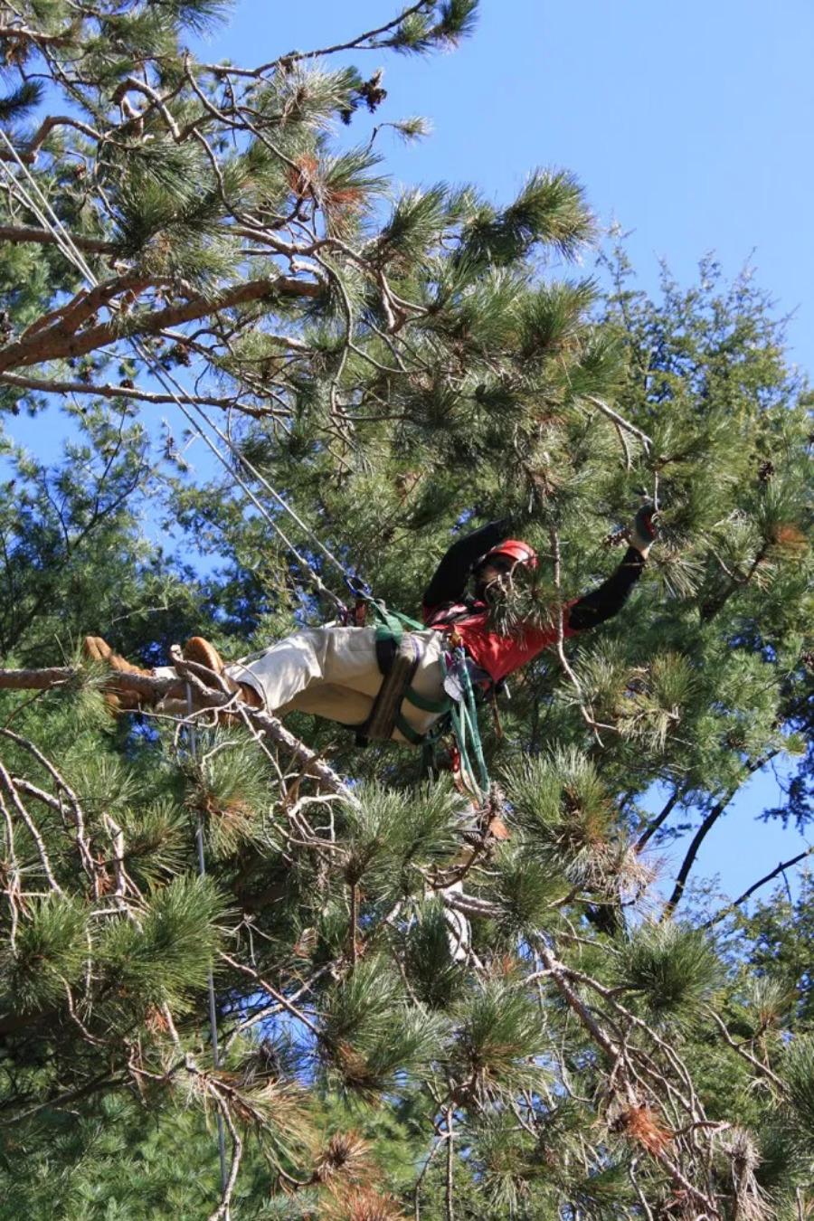An arborist in a tree at work pruning branches