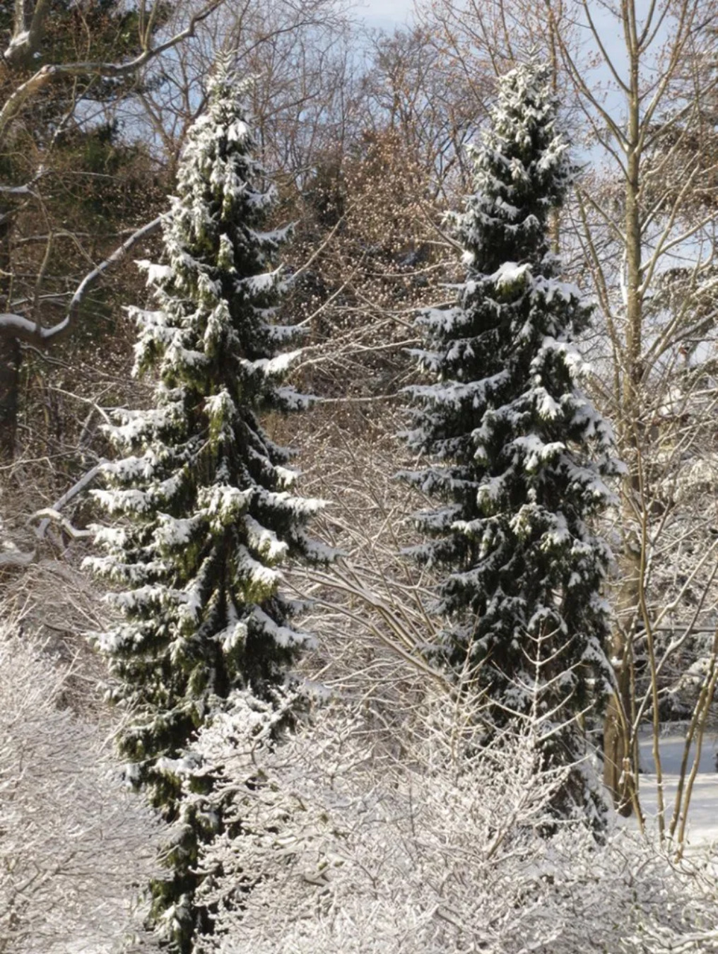 Two spruce trees in the snow