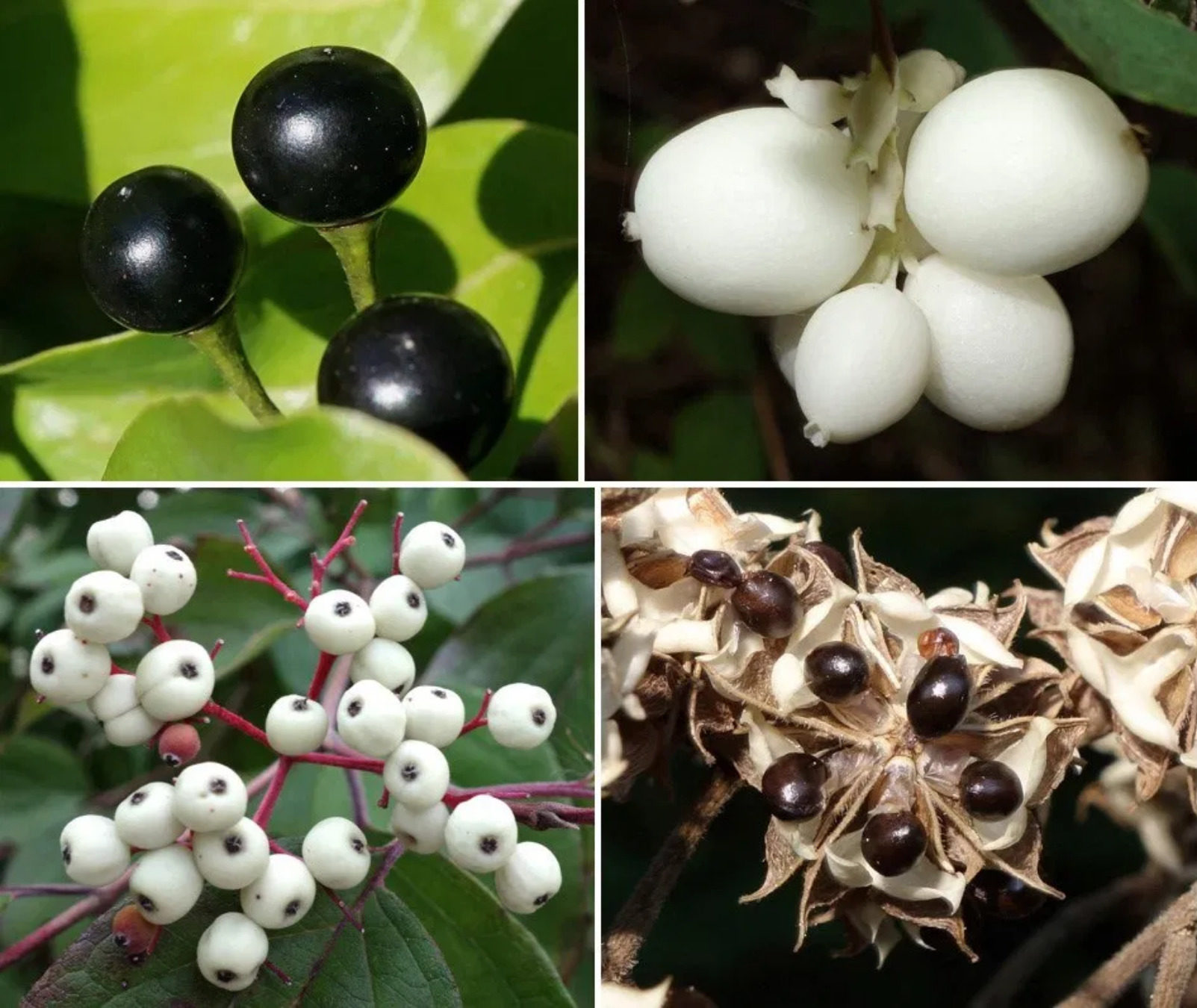 Black and white fruits