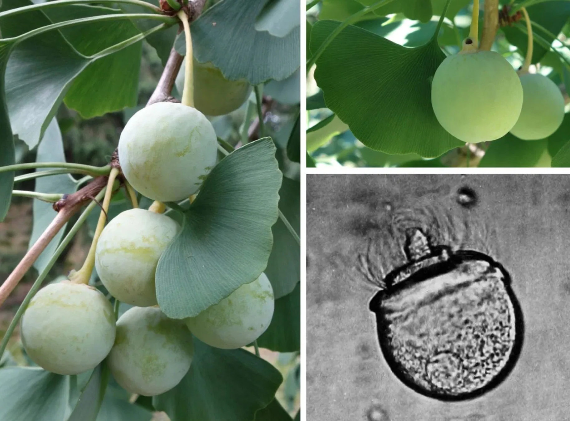 Ginkgo sperm