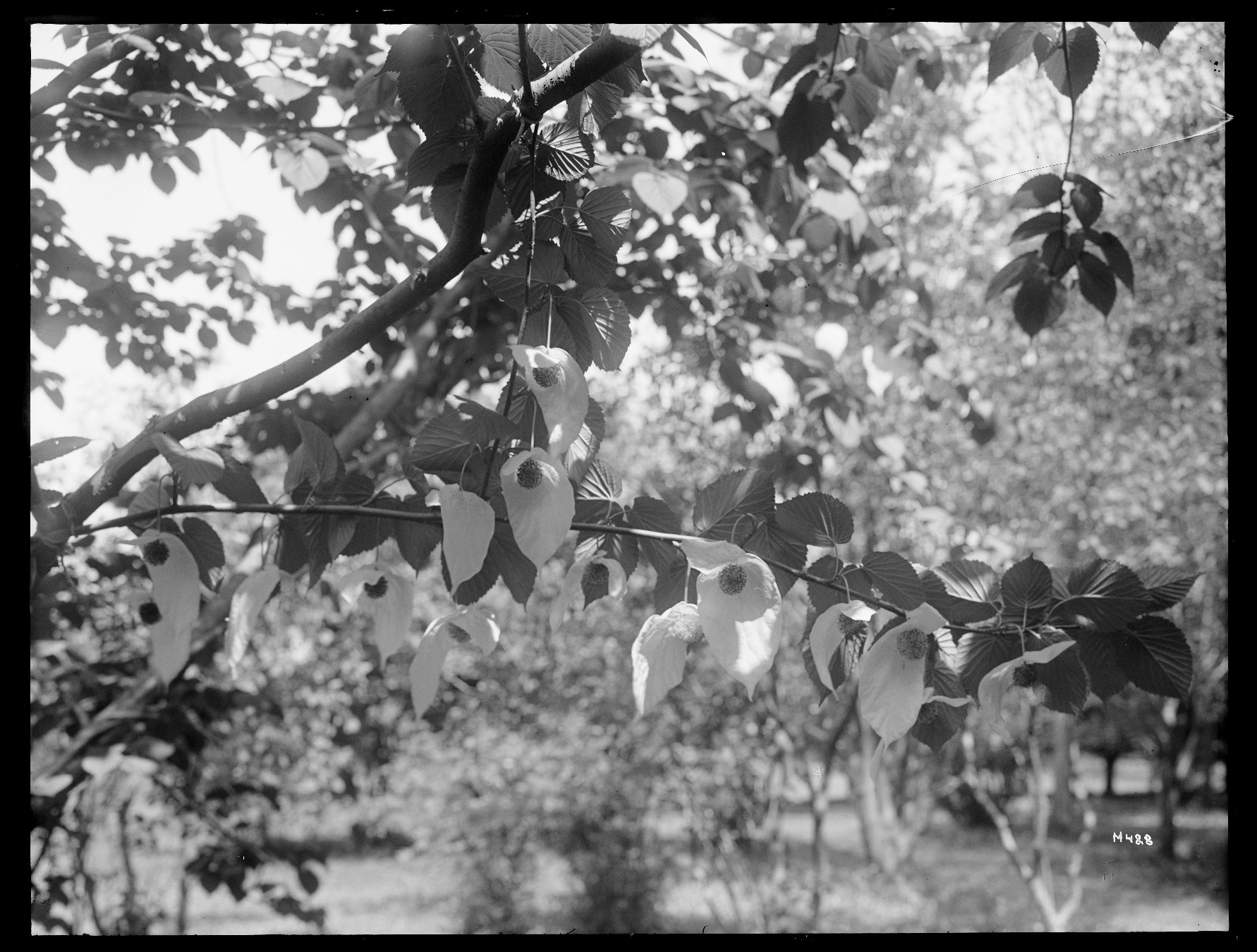 Historical photo of dove tree by Ernest Henry Wilson