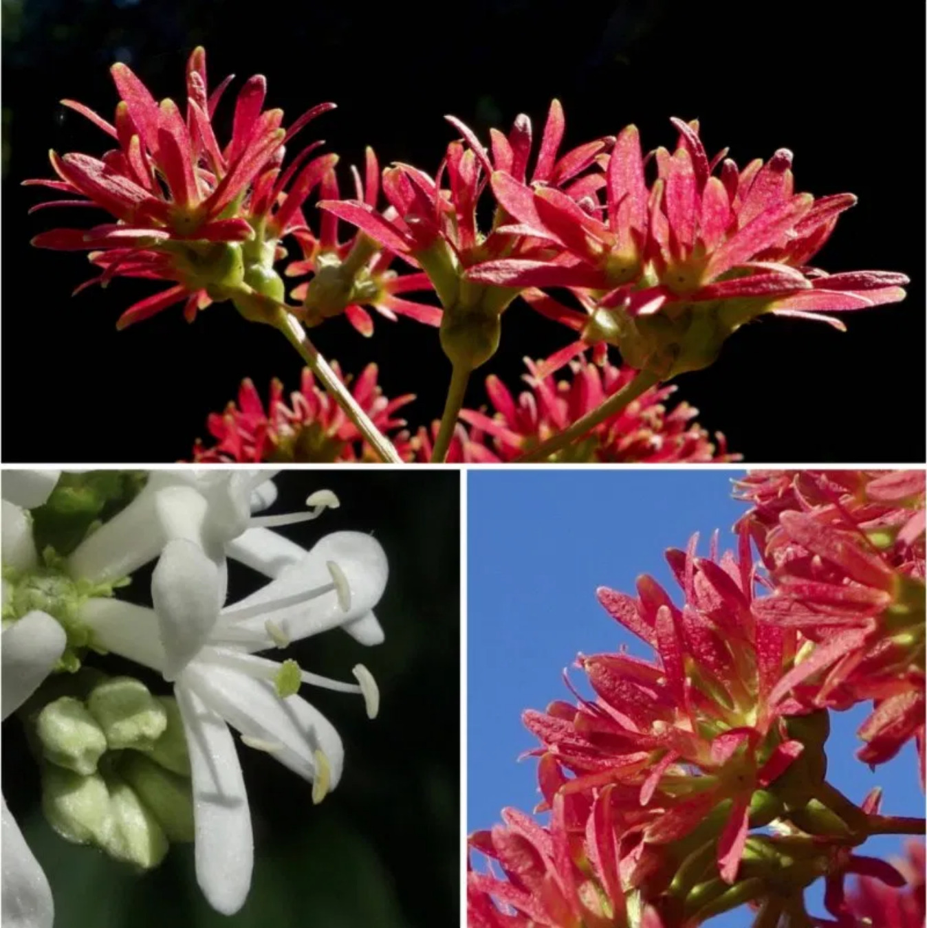 Seven son flower