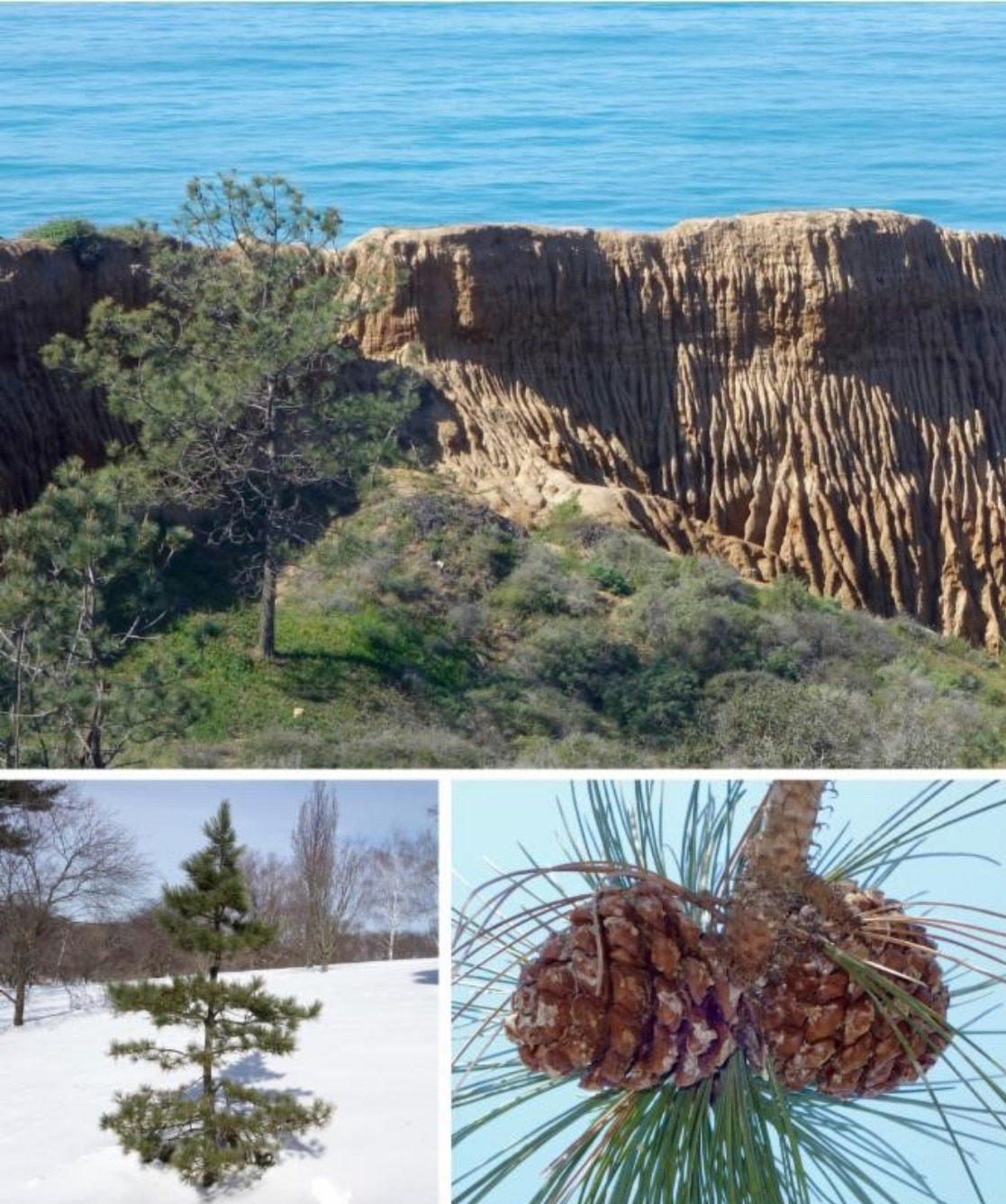 Torrey pine