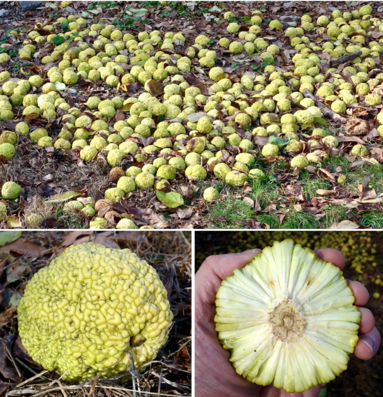 Fruit of osage orange
