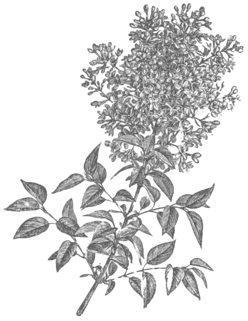 Illustration of Syringa chinensis by Charles Faxon