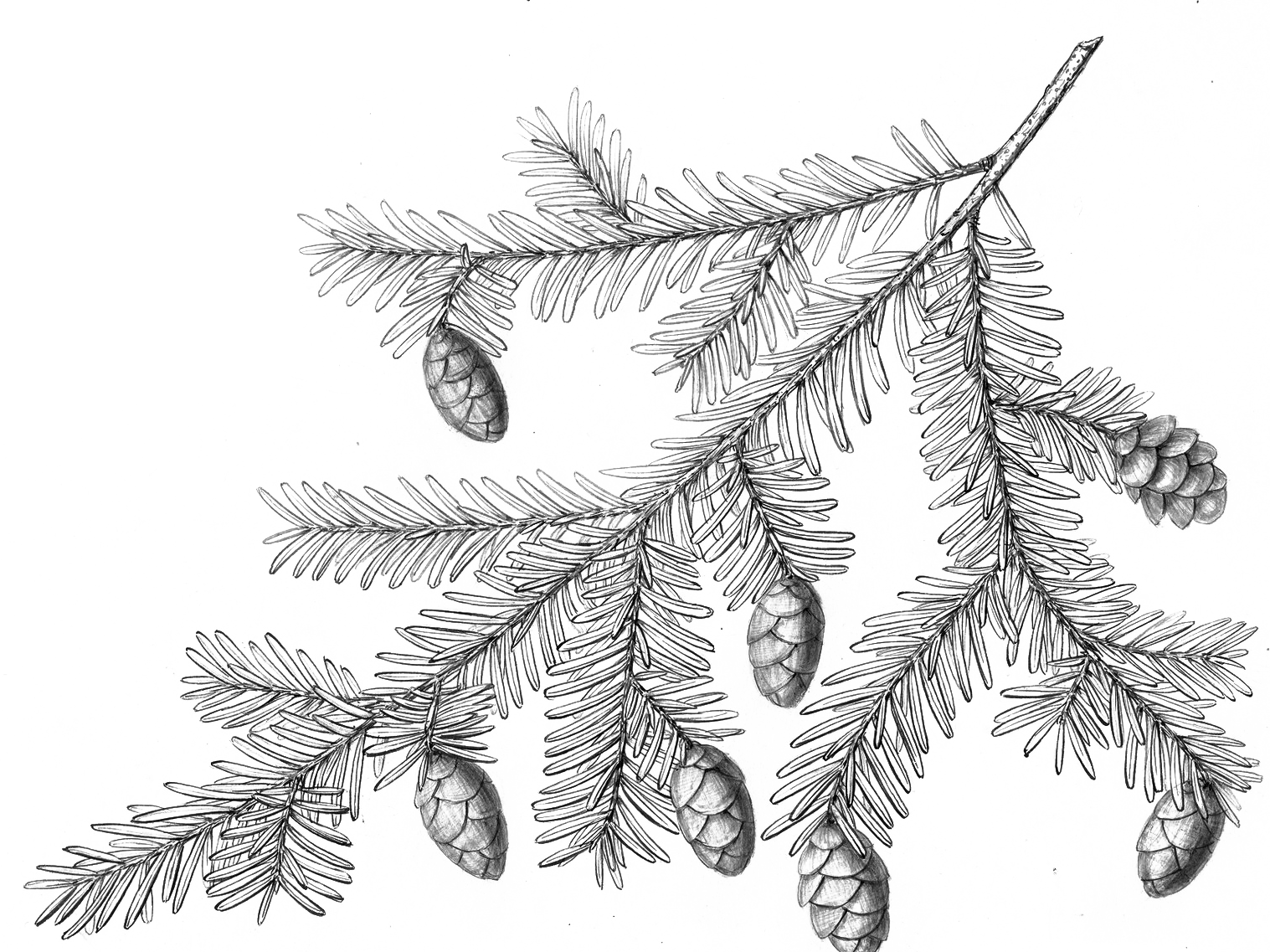 Illustration of Eastern Hemlock by Charles Faxon
