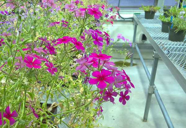 Phlox growing in the Weld Hill Greenhouses