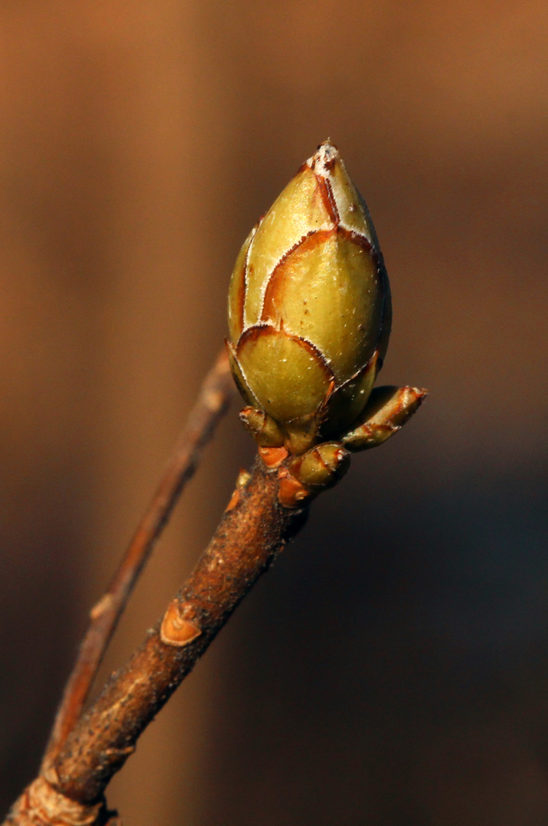 Dormant bud with prominent scales.