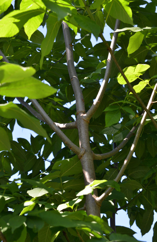 Trunk with opposite branch arrangement.
