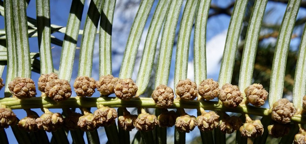 Male pollen cones.