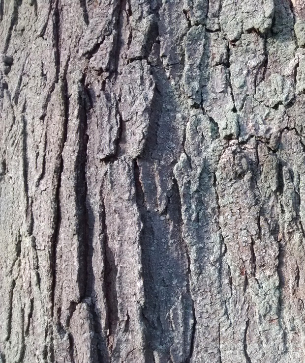 Mature bark, gray with vertical strips. 