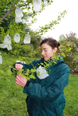 Cary Pirone Research Pollination Experiment 2011