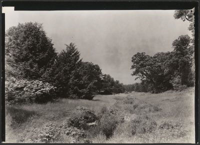 Bussey Brook, summer