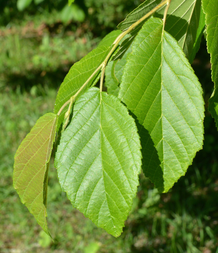 Simple leaves with serrated edges.