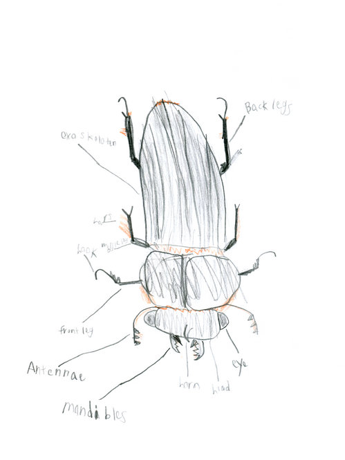 Child's drawing of a beetle