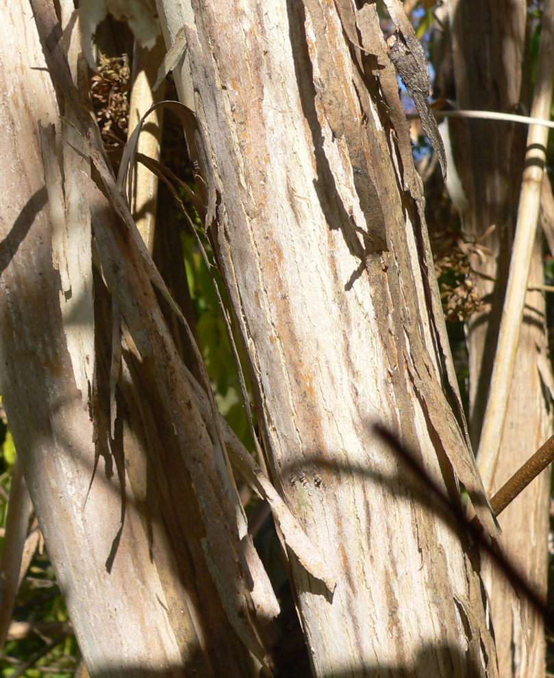 Gray-brown papery, peeling bark.