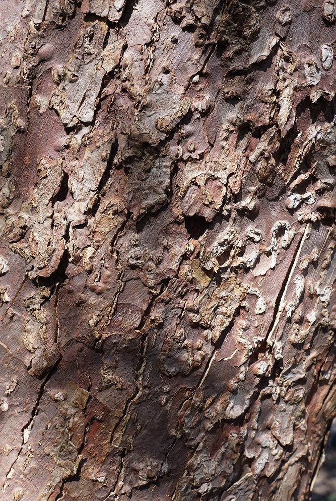 Mottled red-gray bark.