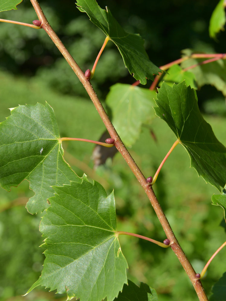 Heart-shaped leaves along young stem.