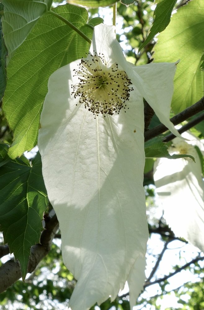 Ghost-like inflorescence with large white bracts.