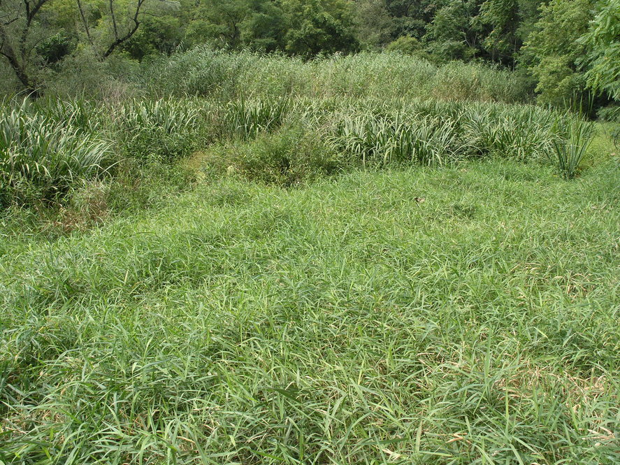 Bussey Brook Meadow wetland (Phalaris arundinacea, Iris pseudacoris, and Phragmites australis)