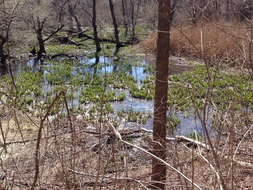 BusseyBrook Meadow in early spring, 2013