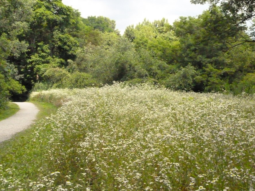Bussey Brook Meadow, late summer